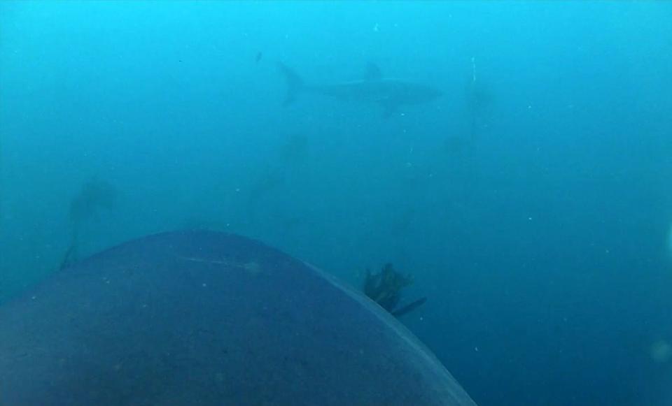 One of the great white sharks in the experiment saw another great white shark, and the video camera captured the encounter. <cite>Biology Letters; Murdoch University</cite>